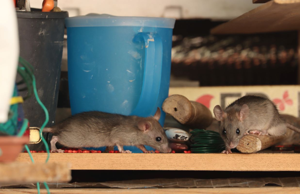 Two house mice searching for food in a utility closet.