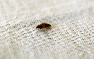 A bed bug, Cimex lectularius, on a bed sheet.