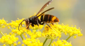 Vespa velutina