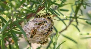 A close up image of a wasp nest with wasps on it.