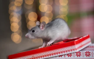 Rodent sitting on top of a Christmas present