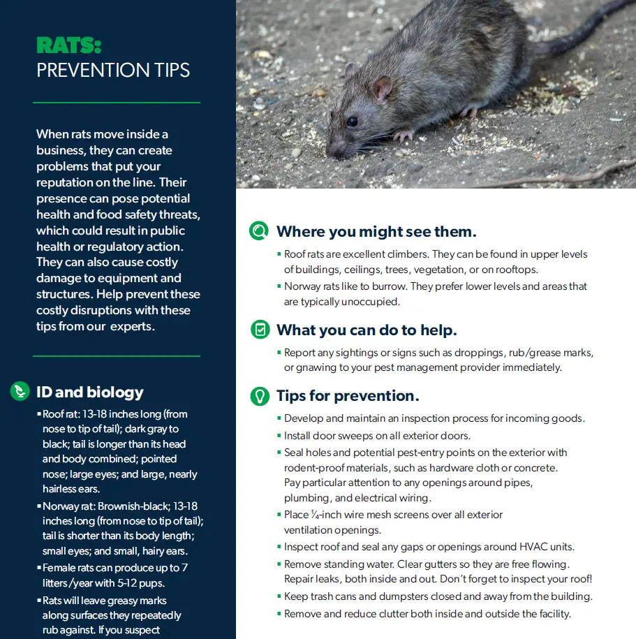 Rats: Prevention Tips
