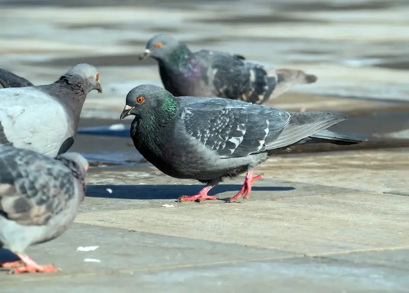 Pigeons on a sidewalk in front of a storefront
