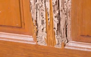 Kitchen cabinets with termite damage in need of repair.