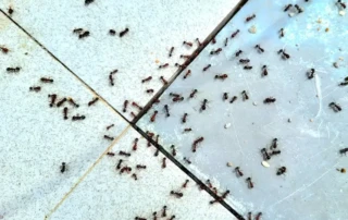 Carpenter ants on a tile kitchen floor looking for food