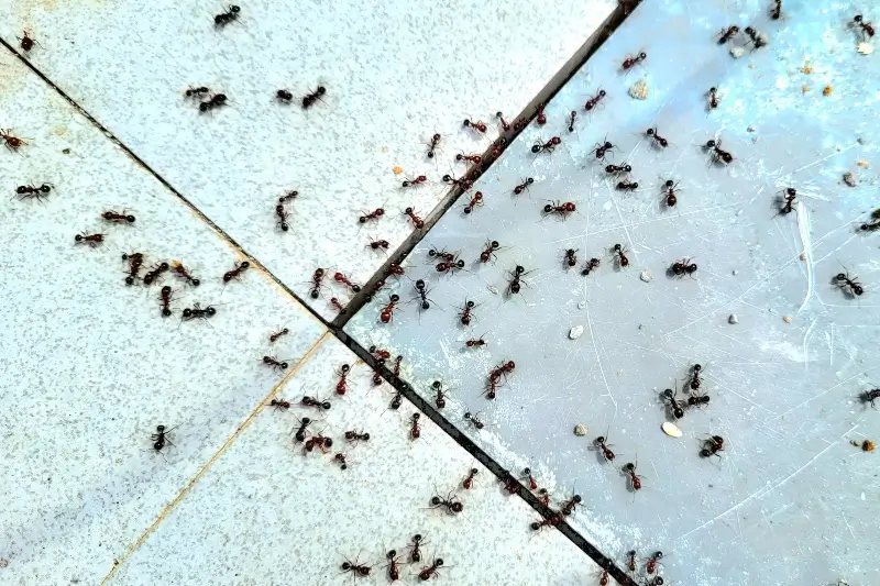 Carpenter ants on a tile kitchen floor looking for food