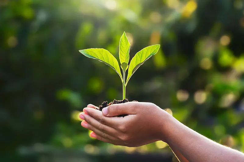 Hands holding a plant on Earth Day
