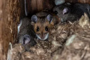 Mice huddled up in a nest