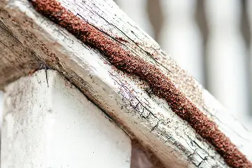 Mud tubes are a common sign of termite infestation. Contact Terminix Wil-Kil if you notice mud tubes on your property.