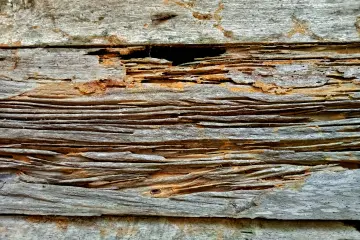 Termite-damaged wood may contain clicking or scraping noises. Contact Terminix Wil-Kil if you suspect you have termites.