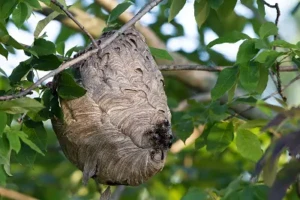 A bold-faced hornet nest hanging from a tree branch. Bold-faced hornet nests are usually gray, paper-like, ball-shaped nests found in trees or rooflines.