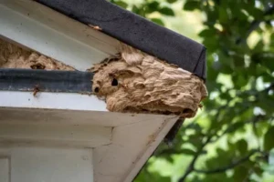 A European hornet nest hanging from the corner of an home. European hornet nests are made primarily from wood fibers and have a paper-like texture.