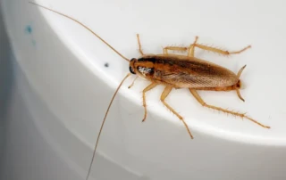 German cockroach on a smooth white surface