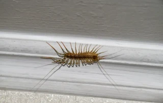 House centipede on a wall in a home