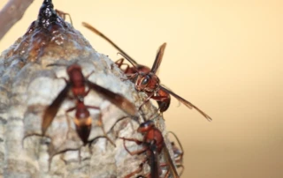 Group of red hornets on a hornet nest