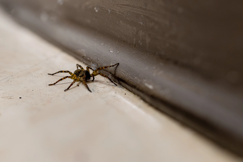 A brown and black spider crawling across the floor along a brown baseboard.