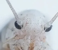 Silverfish facing camera against a white background.