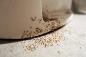 An infestation of small red ants around a toilet base.