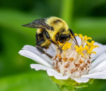 Bumble bee feeding on nectar from Zinnia wildflower. Insect and nature conservation, habitat preservation, and backyard flower garden concept.