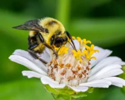 Closeup of bumblebee gathering nectar from a flower