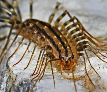 Closeup of a centipede on a rock