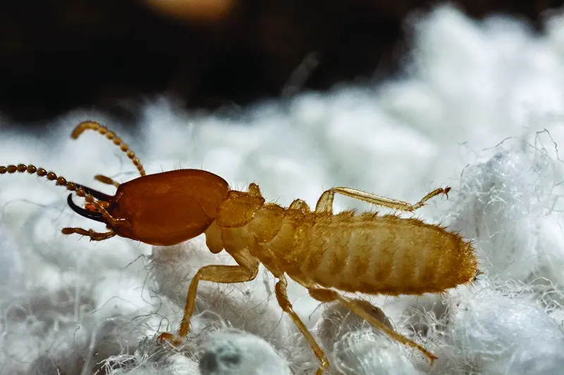 Closeup of a Formosan Termite