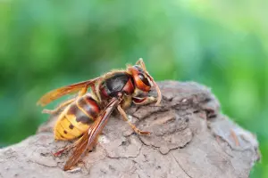 European giant hornet close up in nest