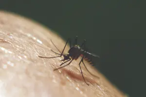 Closeup of a mosquito on human skin