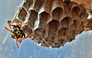 A closeup of a wasp and its nest. Contact Wil-Kil for wasp and nest removal and control.