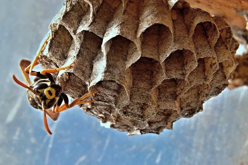 A closeup of a wasp and its nest. Contact Wil-Kil for wasp and nest removal and control.