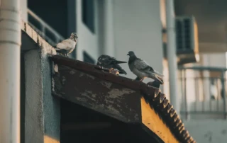 Commercial building with bird activity ready for Wil-Kil's professional technicians.