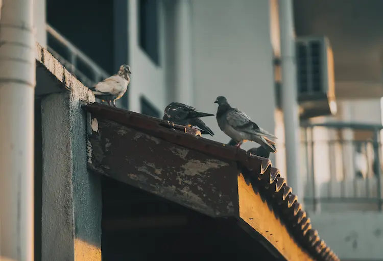 Keeping Birds Away From Your Commercial Property | Bird-Related Risks ...