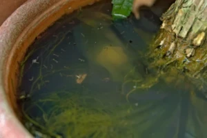 Mosquito larvae infested water pooling within a potted plant, ready for Wil-Kil's professional technicians.
