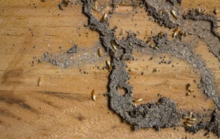 termites in a wisconsin home with termite mud tubes
