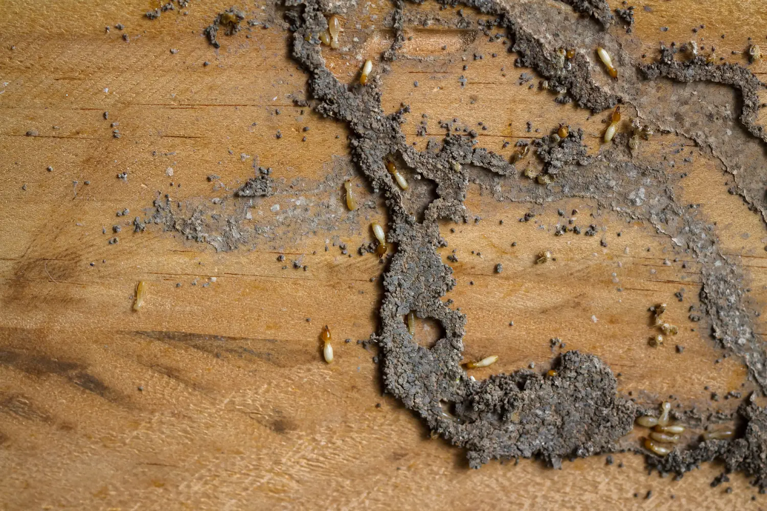 termites in a wisconsin home with termite mud tubes