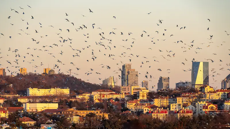 Nuisance birds flying over a commercial areas of a city.