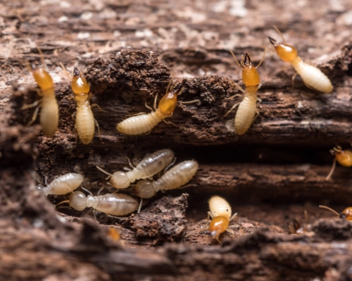 Swarm of termites infesting a wooden log, ready for Wil-Kils professional termite technicians.