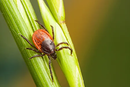 Stop Ticks In Outdoor Spaces in your area