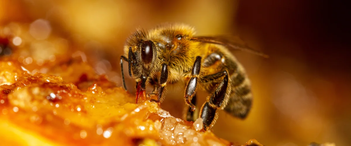 Closeup of a Honey Bee feeding on honey in local Wisconsin residents yard.