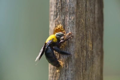 A carpenter bee boring a hole into a wooden post in Wisconsin Serviced by Wil-Kil Pest Control.