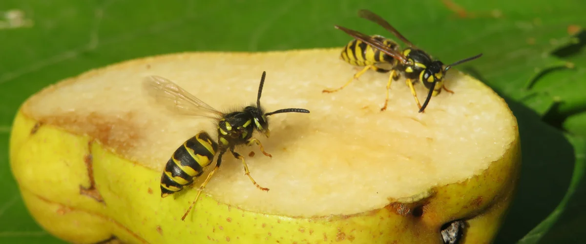 Closeup of two wasps eating a sliced fruit.