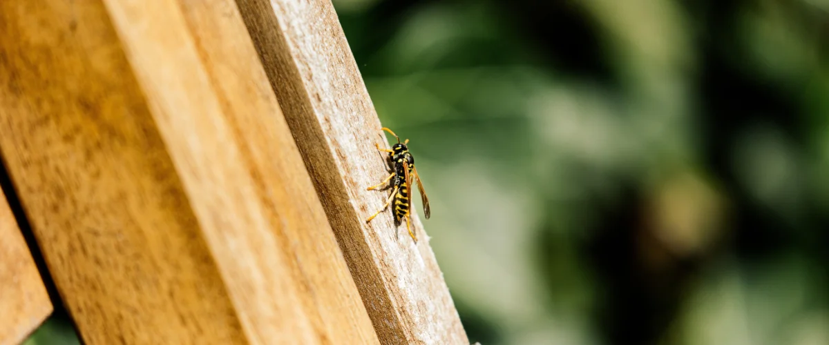 Closeup of a single wasp laying on a wooden post in the Wisconsin area.