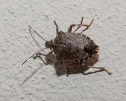 a brown marmorated stink bug on the wall of a wisconsin house during the early days of autumn