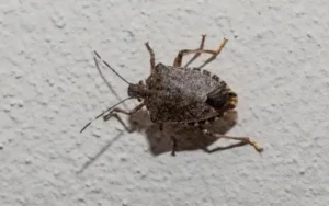 a brown marmorated stink bug on the wall of a wisconsin house during the early days of autumn