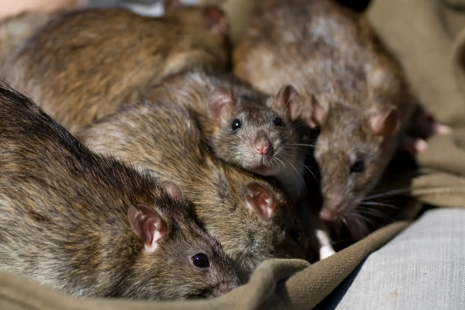 group of Norways rats huddling together