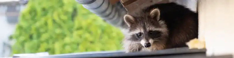 Raccoon perched within the crevices of a residential home's roof shingles & gutter.
