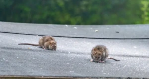 rats on roof of wisconsin business before rodent management service