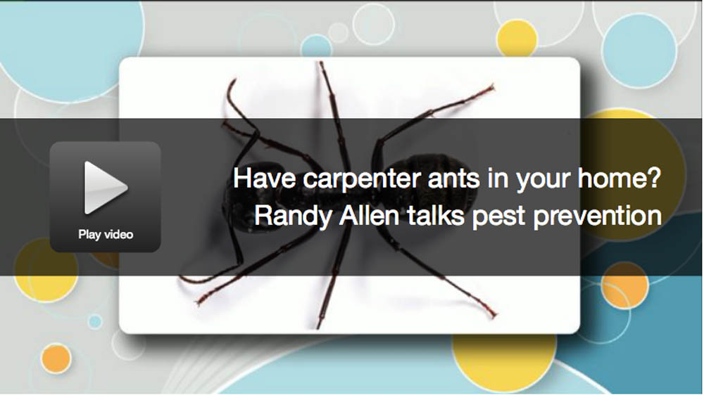 Carpenter ants in your home