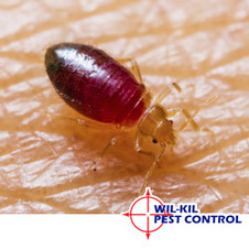 Bed Bug Prevention